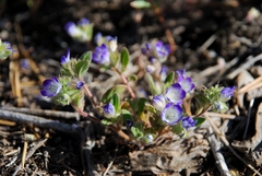 Phacelia curvipes