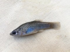 Poeciliidae