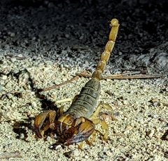 Opistophthalmus