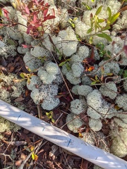 Cladonia evansii