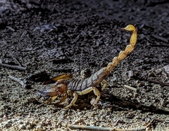 Opistophthalmus