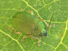 Colaspis