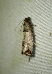 Notocelia culminana