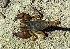Opistophthalmus