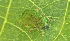 Colaspis