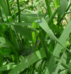 Chromagrion conditum