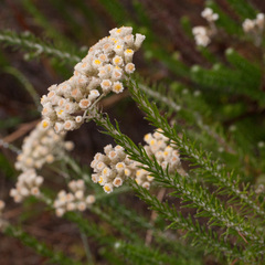 Helichrysum teretifolium