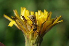 Lasioglossum pilosum
