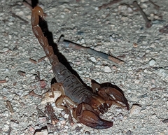 Opistophthalmus