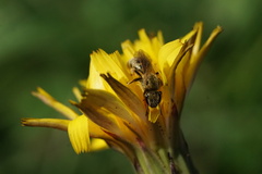 Lasioglossum pilosum