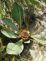 Protea acaulos