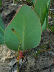 Protea acaulos