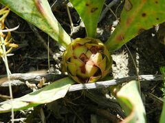 Protea acaulos