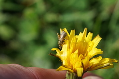 Lasioglossum pilosum
