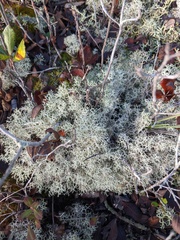 Cladonia subtenuis