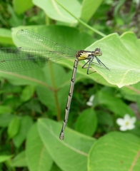 Chromagrion conditum