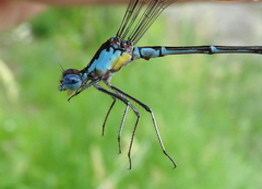 Chromagrion conditum