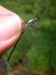 Chromagrion conditum