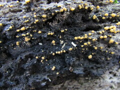 Sphaerosporium lignatile