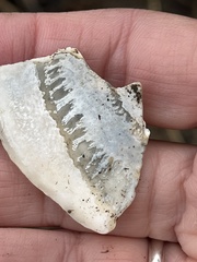 Zirfaea