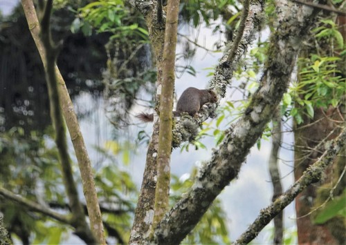 Heliosciurus ruwenzorii