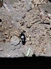 Agonum punctiforme