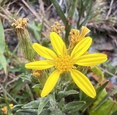 Chrysopsidinae