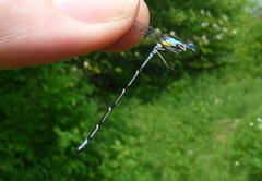 Chromagrion conditum