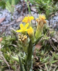 Chrysopsidinae