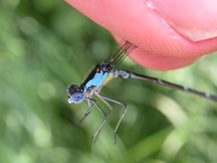 Chromagrion conditum