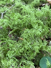 Hylocomium splendens