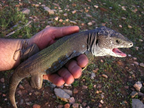 Sierra Nevada Ocellated Lizard, Almería, Espagne, photo 9 of 10