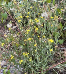 Chrysopsidinae