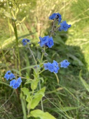 Cynoglossum