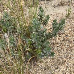 Xiphotheca lanceolata