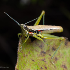 Neorthacris