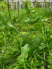 Bupleurum aureum