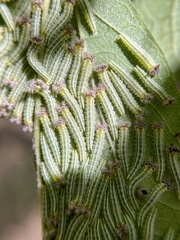 Apaturinae
