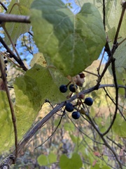Vitis californica