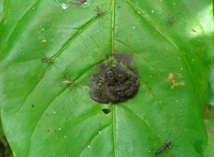 Neriidae