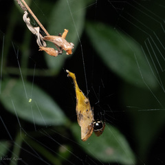 Arachnura