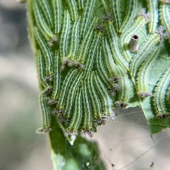 Apaturinae