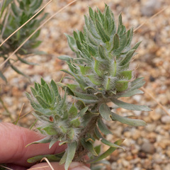 Xiphotheca lanceolata