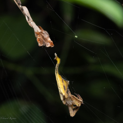 Arachnura
