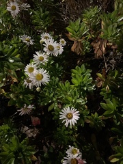Leucanthemum maximum