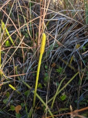 Lycopodiella appressa