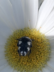 Mausoleopsis amabilis