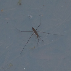 Limnometra