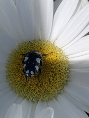 Mausoleopsis amabilis