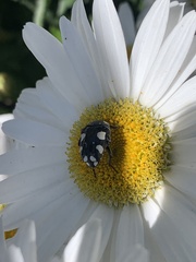 Mausoleopsis amabilis